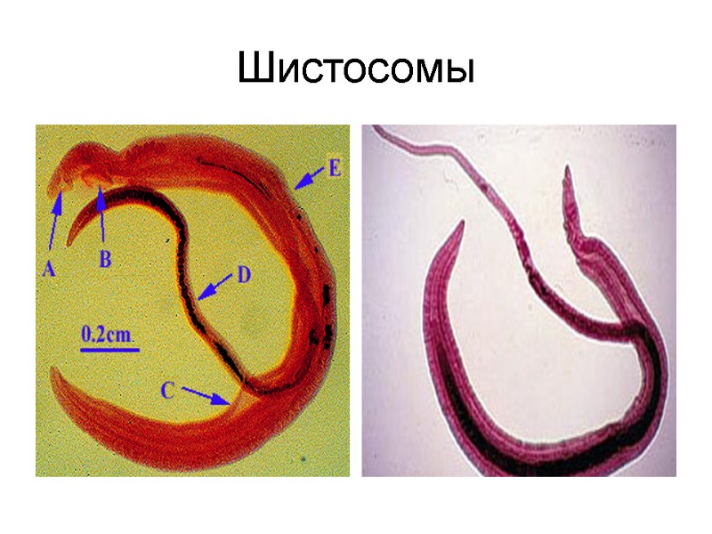 Шистосомы